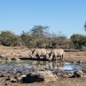 Kruger 446 copia